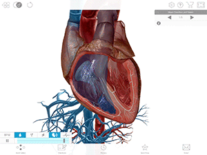 Copy_of_Beating-Heart-Valves-gif.gif