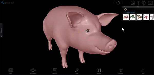 Pig-Model-extended-600px.gif