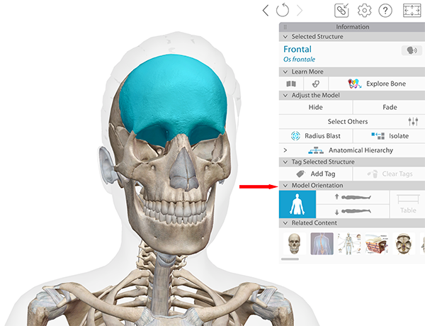 modelorientationfeature.png