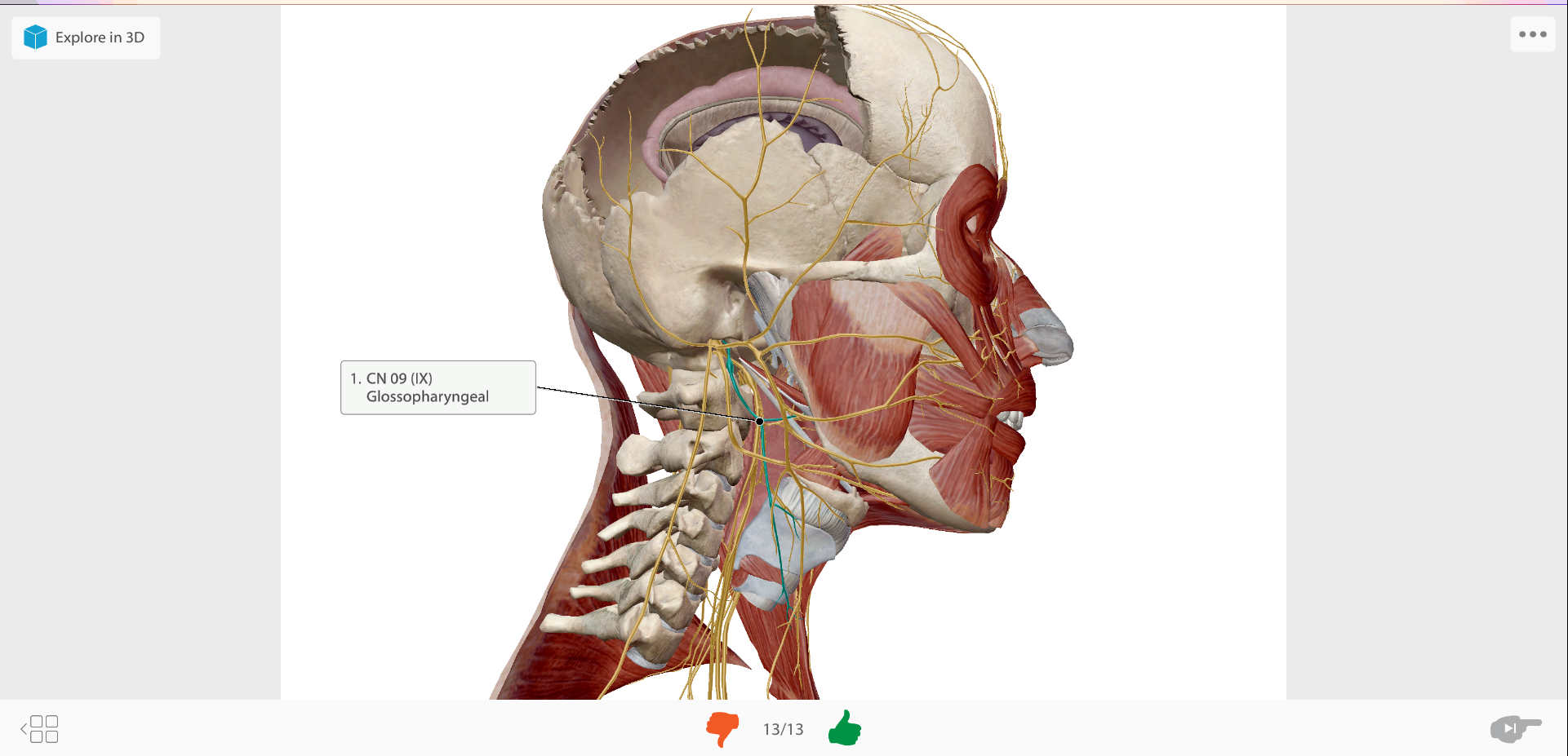 BODY MUSCLES Flashcards